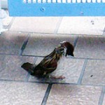 sparrow