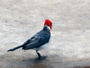 これは多分コウカンチョウ。ちょっとピンボケ。