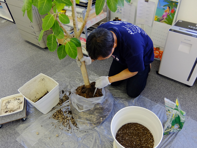 ゴムの木を社内で植え替える社長