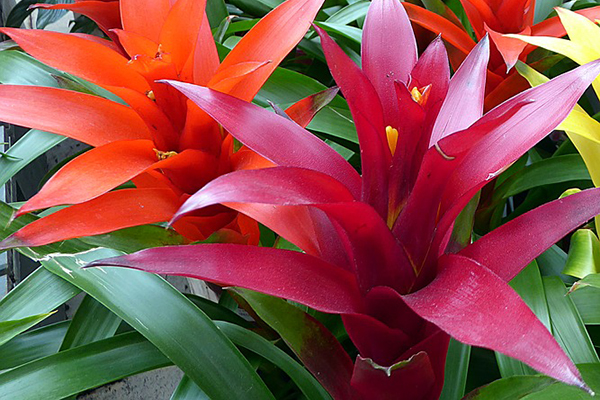 Guzmania